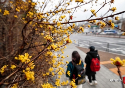 [포토] 봄 손짓하는 노란 산수유꽃