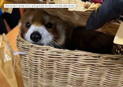 여행객 가방안 레서판다, 얼굴 ‘빼꼼’…태국 공항서 무슨 일이