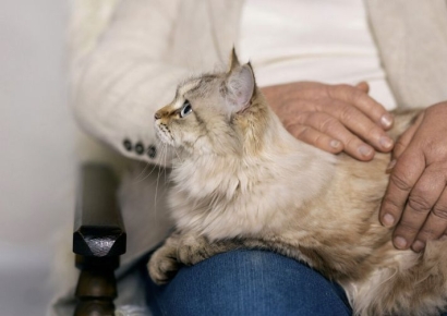 "3년 새 반려동물 이용액 30%↑…4분의 3은 병원비"