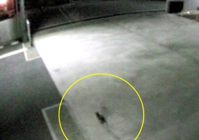 "절대 만지지 마세요"…1급 발암물질 묻은 고양이에 일본 발칵