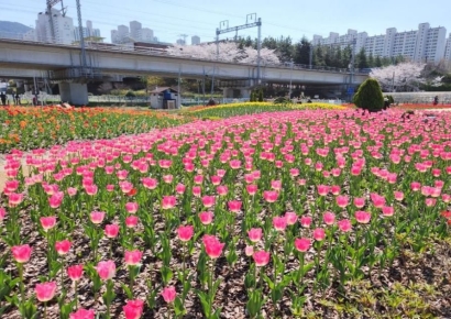 ‘튤립 군단’ 보러 오세요! … 부산시 낙동강 화명생태공원