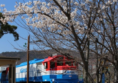 [포토]진해군항제 개막 전, 경화역 벚꽃 피는 중