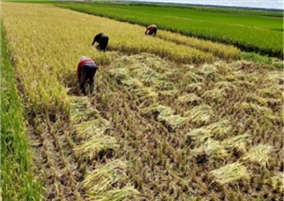 올해 벼 면적 최대 68.9만㏊ 전망…"당초 목표보다 1만 ㏊ 이상 추가 감축"