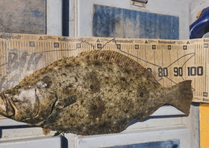 "50명이 먹어도 될 정도" 1m 대물 광어 낚은 제주 강태공 