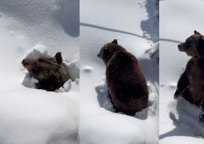 "겨울잠 다 잤어?"…스키장 눈밭 뚫고 등장한 회색곰
