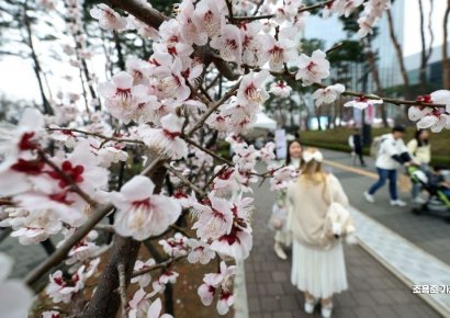 [포토] 석촌호수 벚꽃축제, 활짝 핀 벚꽃