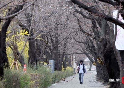 "일당 16만원에 같이 가실 분"…벚꽃 피자 반복되는 데이트 알바 찾기