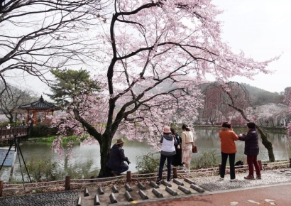 창녕으로 ‘봄꽃’ 구경오세요 … 꽃 천지입니다