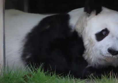 '고베의 아가씨' 일본 최고령 판다 사망…일본 애도 물결