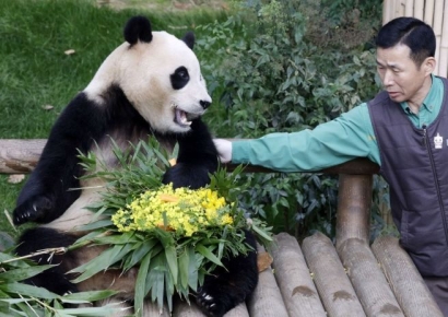 "푸바오 신랑은…" 중국행 앞두고 中 사육사 입 열었다