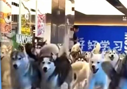 애견카페 탈출 100마리 쇼핑몰 난입…영화 '101 달마시안' 실사판 
