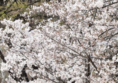 [포토] '포근한 봄'