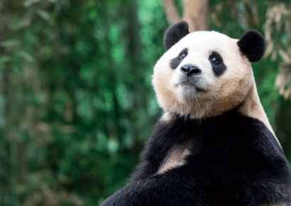"안녕, 영원한 아기 판다"…푸바오, 중국으로 이동