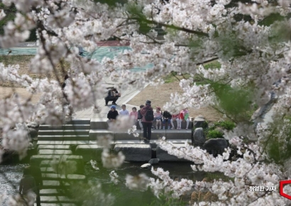 [포토] 양재천에 활짝 핀 벚꽃