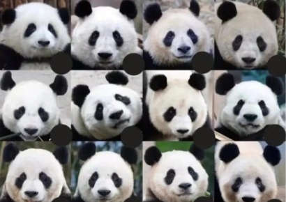 판다 때문에 울음바다는 좀…"찐팬이면 푸바오 찾아봐라" 테스트 등장