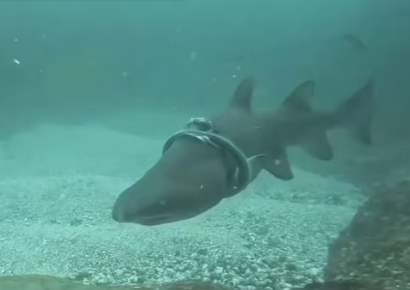 플라스틱에 칭칭 감겨 고통받는 상어…"도와주지 못해 미안해"