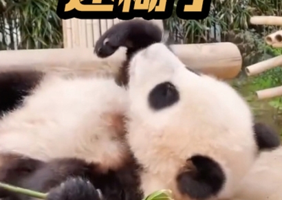 데구르르 구르고 장난감 귀에 대고…"우리 푸바오 잘 지냅니다"