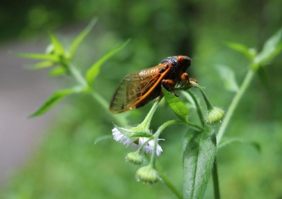 무려 1조마리…221년만에 매미 떼 美전역 뒤덮는다