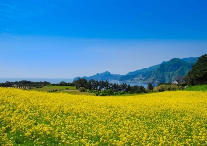 울릉도 죽도, 노란빛 유채꽃에 물들다