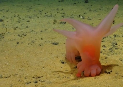 아기 손가락이 심해를 걷네? 핑크 바다돼지, 투명 해삼…CCZ 신비한 동물