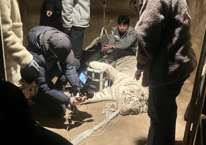 '갈비사자' 바람이 구조됐지만…남아있는 동물들 어쩌나