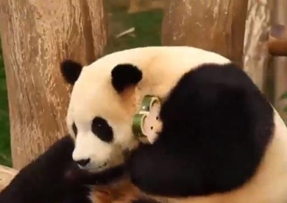 "푸바오 잘 지낸다"며 중국이 공개한 사진, 에버랜드 재탕 의혹