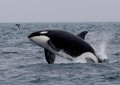 "고래는 법적으로 인간…인격권도 있다" 뉴질랜드 원주민들 선언
