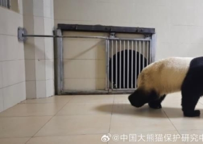 "푸바오 유료임대해서 다시 데려와" 서울시 민원에 당국 답변은?