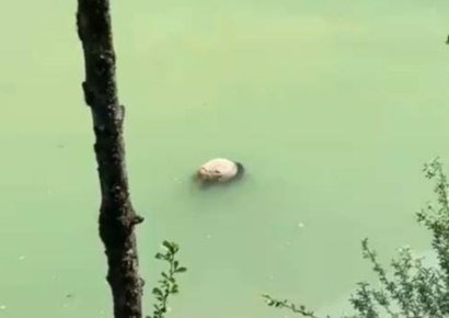 푸바오 간 쓰촨성 강에서 판다 사체 발견…"추락해 익사한 듯"