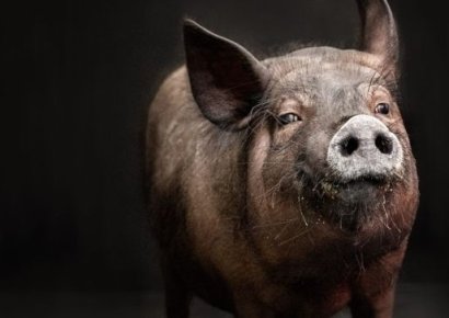 '유전자 변형 돼지 신장' 이식받은 美 60대, 두 달 만에 사망