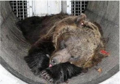 "꼭 죽여야하나?" 격렬한 찬반 논쟁…결국 보호구역行 伊 살인곰