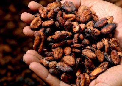 빼빼로 가격 올린 코코아…코인처럼 가격 급등락은 투기 때문?