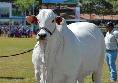 몸값이 56억원…세계에서 가장 비싼 소, 경매로 나오는 이유