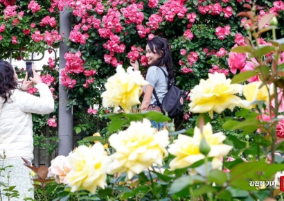 [포토] '5월의 향연' 중랑 서울장미축제 개최