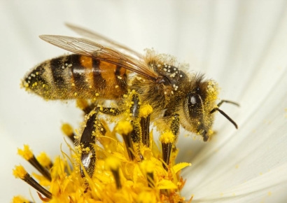 AI보다 훨씬 저렴하고 실용적…'벌레의 지능' 탐구하는 사람들[테크토크]