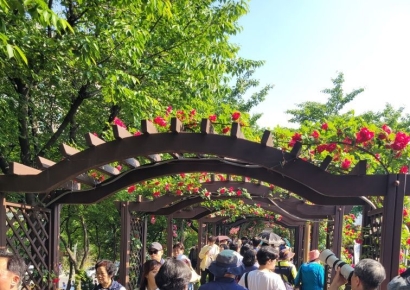 1000만 송이 장미 '활짝'...꽃보다 많은 중랑서울장미축제 '인파'