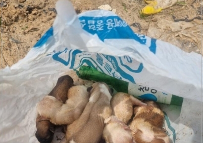 술병 든 쓰레기봉투에 아기강아지 7마리가…태안 해수욕장서 발견