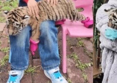 9300원 내고 입·발 묶은 새끼호랑이와 찰칵…중국 동물원 학대 논란