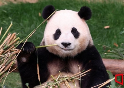 외국선 실험하고 국내선 학대?…중국, 판다루머에 정면 반박