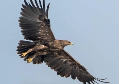 매번 다니던 길 일부러 돌아서…우크라전쟁, 독수리 삶도 바꿔놨다