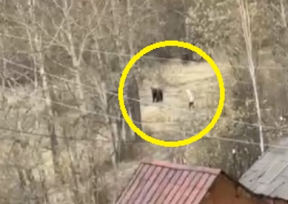 할머니 손에 든 이것에 흠칫…줄행랑 친 러시아 곰