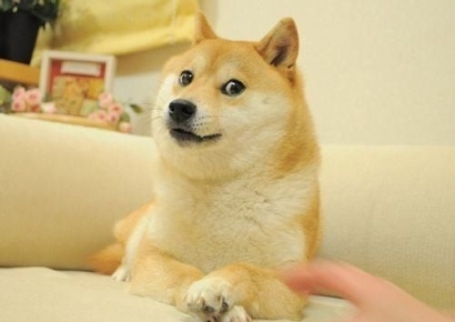 '도지코인 모델' 시바견 '카보스' 무지개다리 건넜다