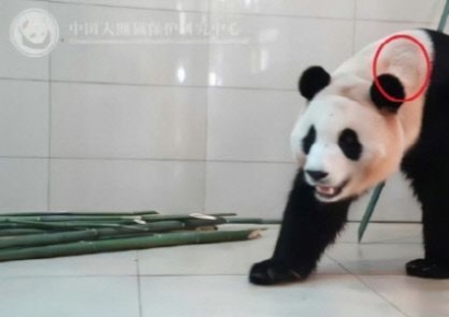 푸바오 드디어 얼굴 드러낸다…학대 의혹에 '中 특단의 대책'