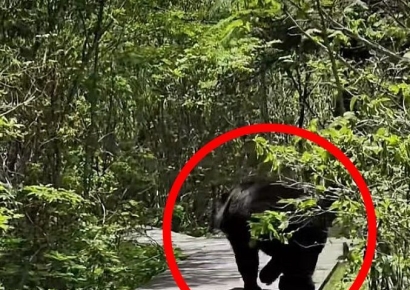 "곰도 놀라고 우리도 놀랐어요"…지리산서 반달가슴곰 '불쑥'