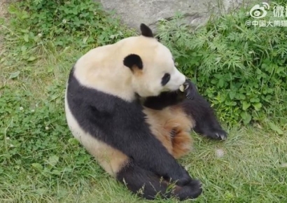 "탈모가 아니라 털갈이"…중국, 푸바오 생중계도 짜깁기 의혹