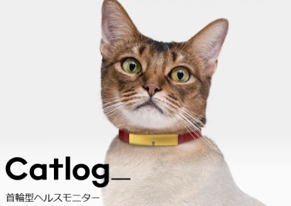 늙은 고양이 급증하자 돈 냄새 '솔솔'…日 노묘 케어 사업 '인기'