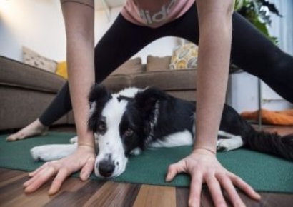 "미친 짓"…강아지 동반 요가 '전면 금지' 검토하는 네덜란드