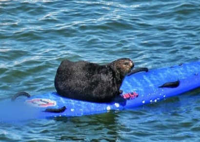 서핑보드 빼앗던 해변 셀럽의 귀환…美 서퍼들 "반가워"
