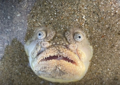 모래 속에 몸 파묻고 입만 뻐끔…골룸닮은 물고기의 정체