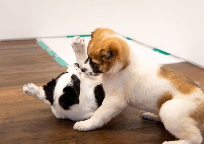 투르크 선물 '알라바이' 尹대통령 관저로…"서울대공원 일반 공개 검토"